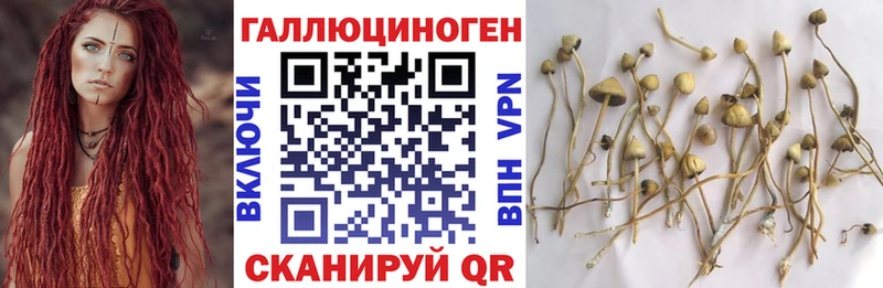 купить   Пермь  Псилоцибиновые грибы прущие грибы 